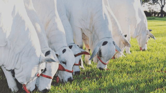 Virginiamicina a pasto tem resultados rápidos na engorda?