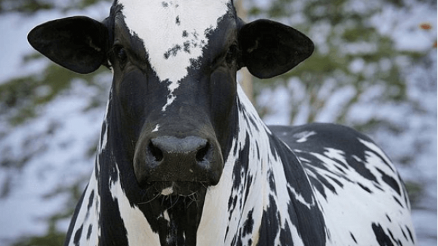 Brucelose bovina: o que é e como evitar