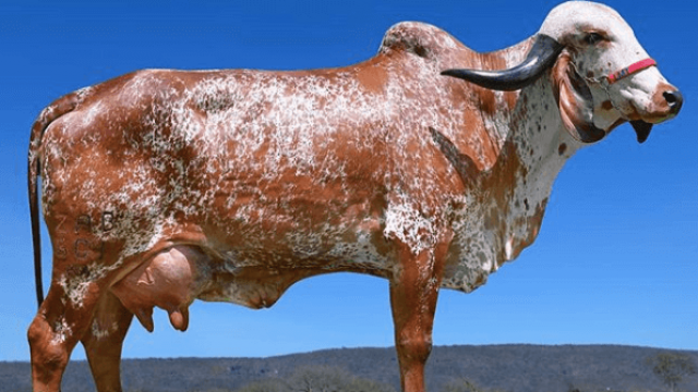 Estrutura adequada para fazenda de vaca leiteira