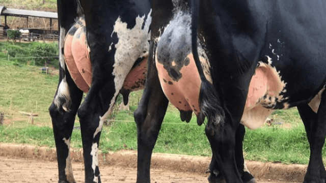 Cuidados no manejo do gado de leite