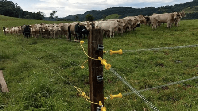 O que é e como fazer pastagem rotacionada para gado