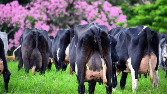 Balanço energético negativo das vacas leiteiras