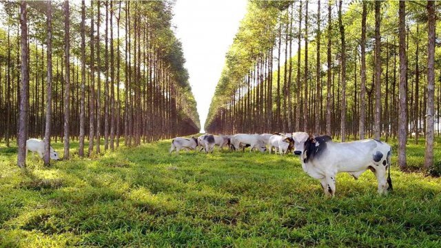 Boas Práticas Agropecuárias (BPA)