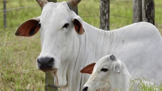 Vacada de cria: inseminação X estação de monta