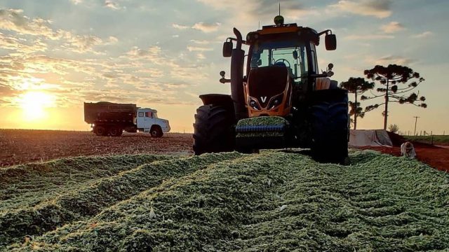 Inoculante para silagem: qual o melhor?