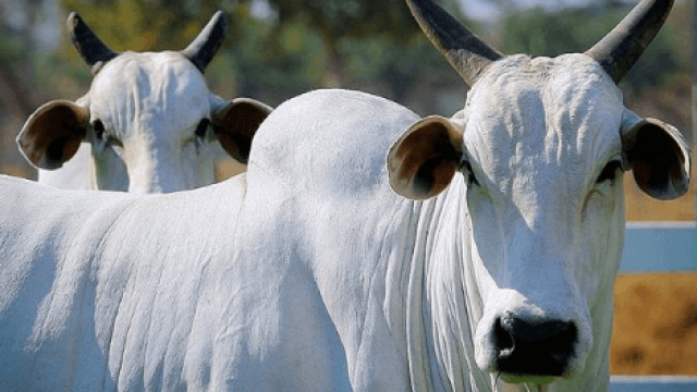 Diarreia viral bovina: o que é?