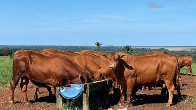 Como fazer a armazenagem de grãos