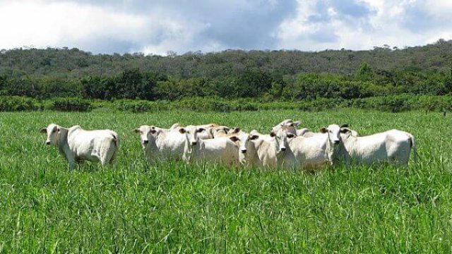 Tipos de capim para pastagem para a região do Cerrado