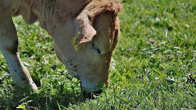 Pastagem: lote ideal, ganho de peso e altura do pasto