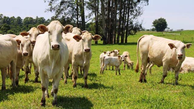 Pasto maternidade: conheça as instalações