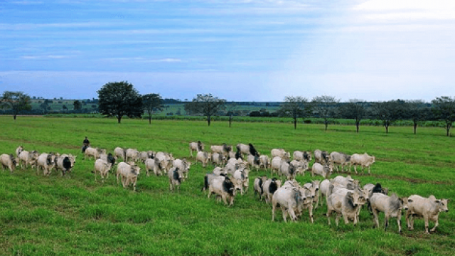 Virginiamicina a pasto: como servir