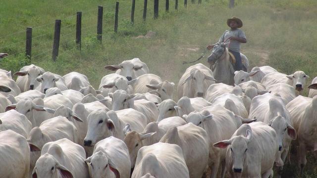 Preciso fazer a mineralização de bovinos?
