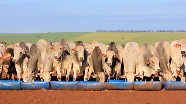 Confinamento de boi a pasto com baixo custo na terminação