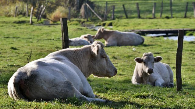 Régua de manejo de pastagem: saiba como funciona