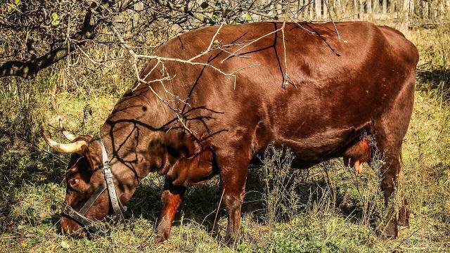 Como fornecer alimentação para bovinos na seca