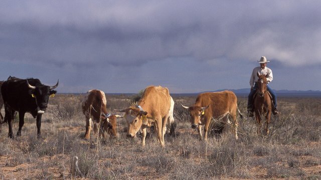 Contrato de prestação de serviços de mão de obra rural