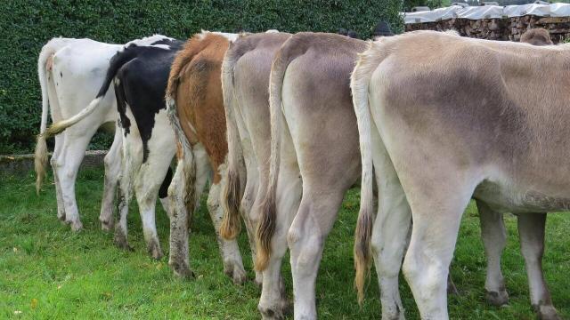 Manejo de gado de corte para reagrupamento de lotes