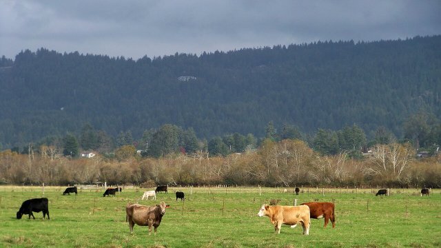 Carcaça bovina: influência dos aditivos no peso