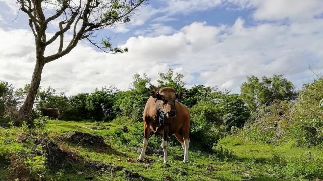 Casos de febre aftosa no Brasil