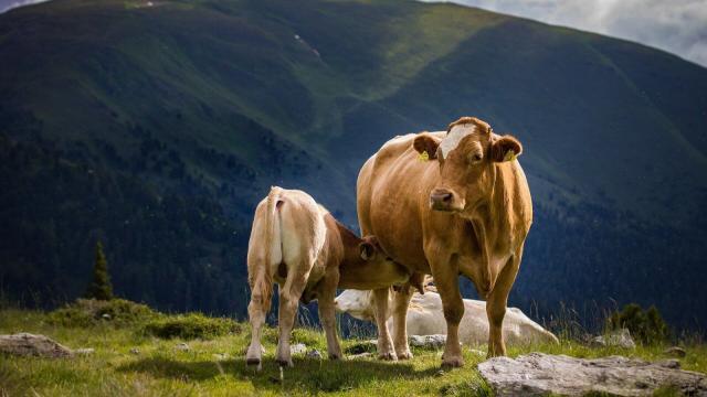 Matriz bovina: a nutrição ideal a partir do escore corporal