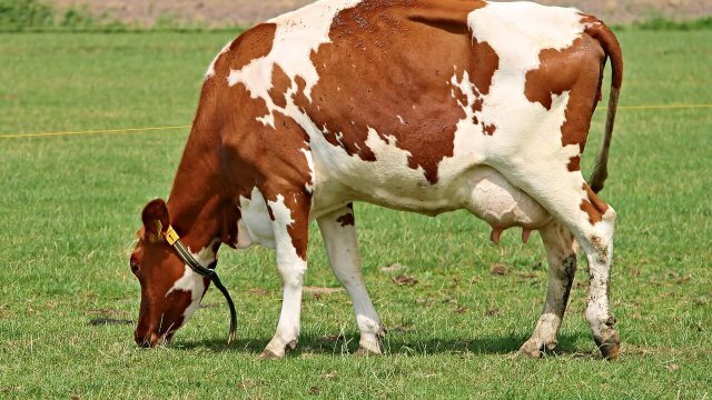 Como a estiagem afeta a produção de leite por vaca?