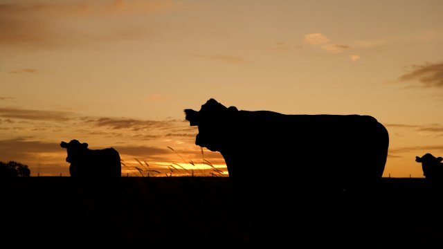 Diferenças entre sal proteico energético da seca e água