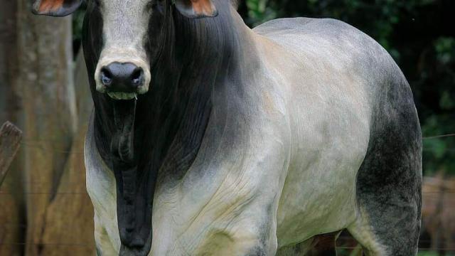 Manejo da bovinocultura de corte: dose de suplemento