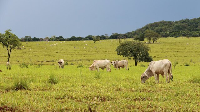 Terminação a pasto a base de grãos