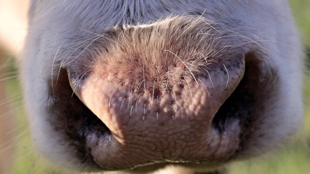 Virginiamicina e a eficiência na alimentação de gado de corte