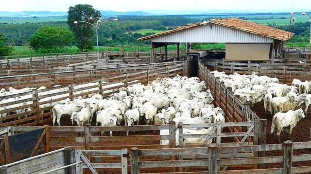 Problemas respiratórios em boi confinado