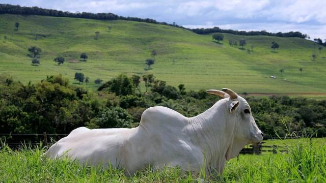 Impacto da genética na carne macia