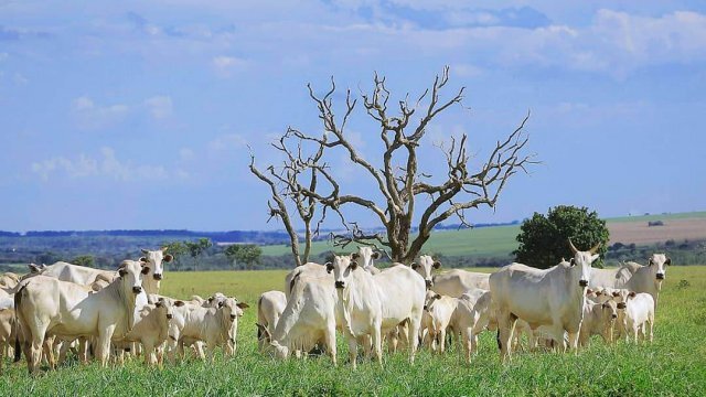 Coronavírus em animais: existe transmissão?