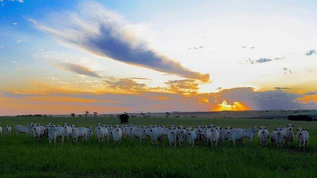 Dieta bovina de alta energia