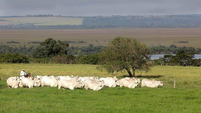 Fertilizante para pastagem: quando aplicar?