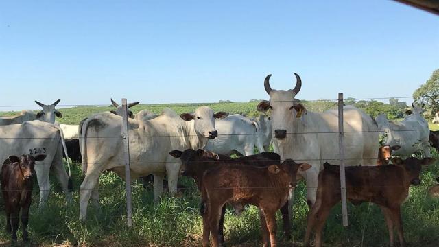 Sal para gado: qual a porcentagem na mistura?