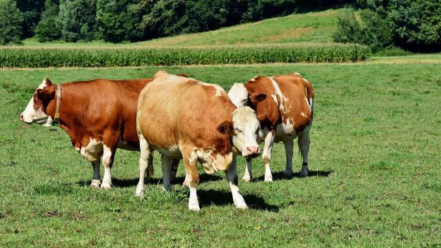 Como cuidar de uma vaca urinando sangue