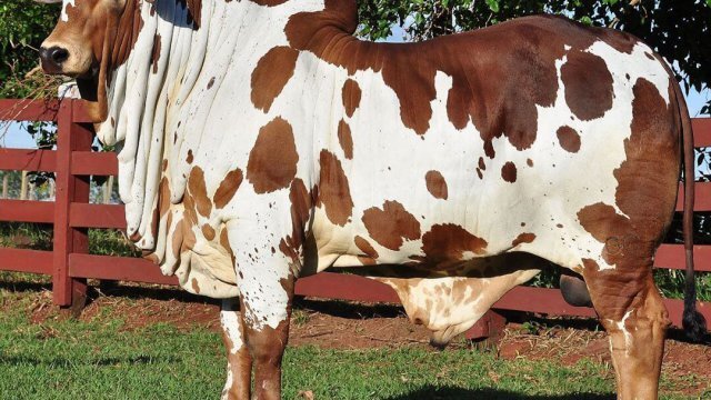 Alimentação de touros no período da seca