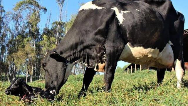 Como criar vacas de leite mais lucrativas