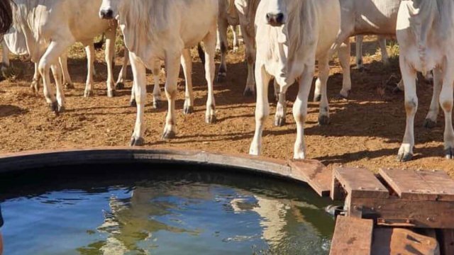 Consumo de água na pecuária: saiba o impacto