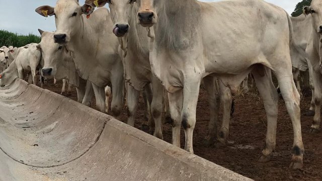 Ração para boi em confinamento