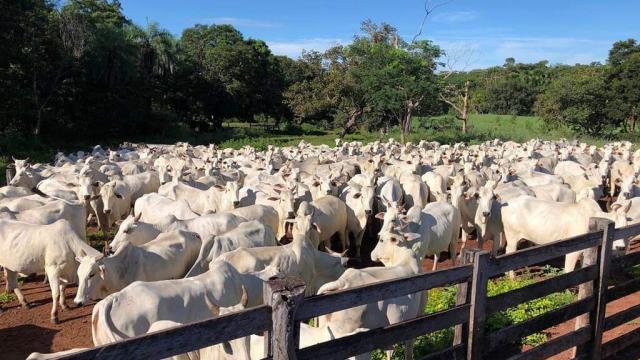 Rebanho bovino: precocidade traz bônus