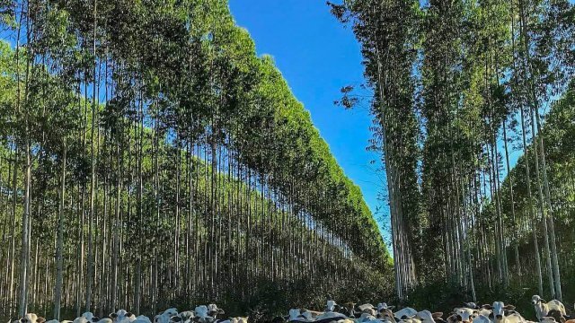 Descubra a importância da sombra na pecuária