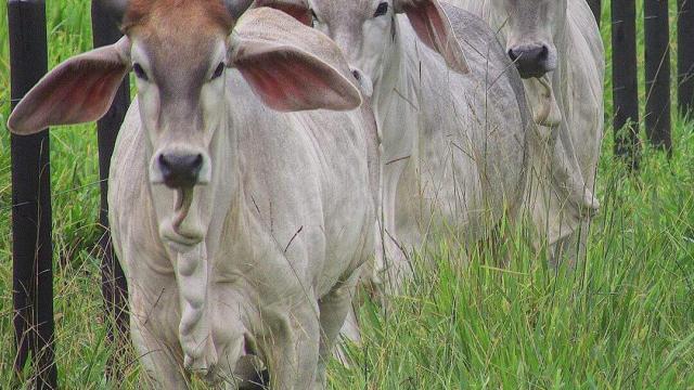 Saiba como conservar vacina para gado