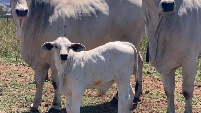 Silagem de sorgo substitui o capim?