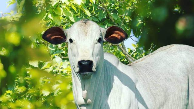 Aveia e ureia para o gado: como oferecer