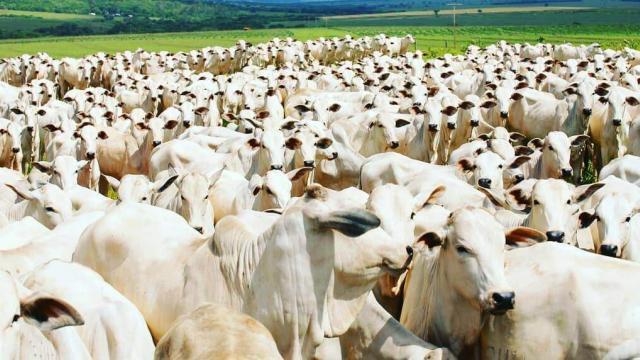 Diferença entre ureia protegida e ureia pecuária