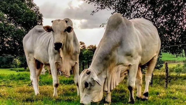 Dicas para o manejo da bovinocultura