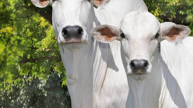 Cuidados no manejo pré parto de vacas leiteiras