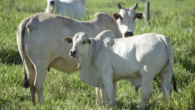 Reprodução de gado de corte: a escolha da vaca