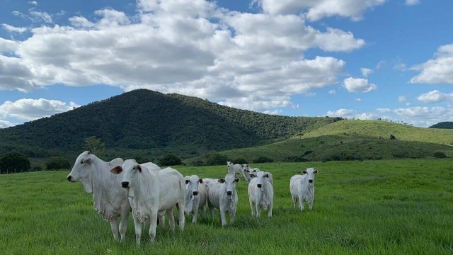 Taxa de lotação de pastagens: quantos animais por lote?